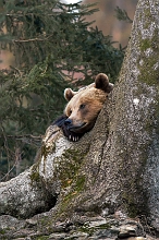 Orso Bruno 3
